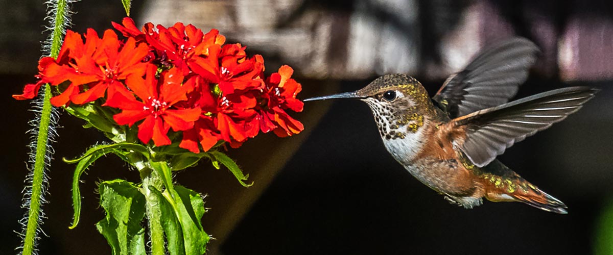 Welcome to White Rock Garden Club Photo Gallery