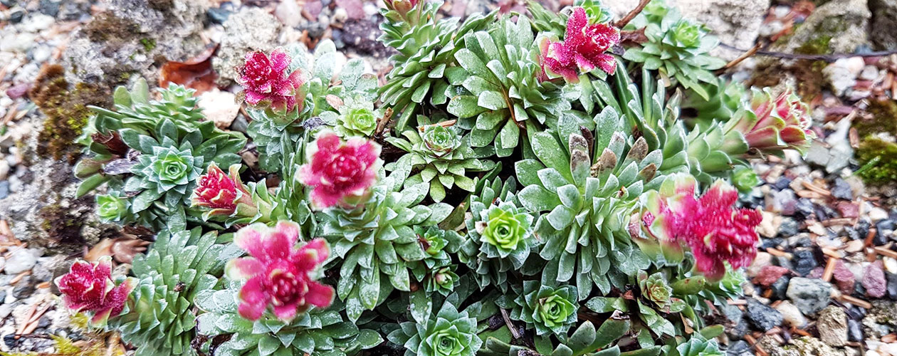 Welcome to White Rock Garden Club Photo Gallery