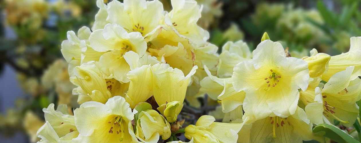 Welcome to White Rock Garden Club Photo Gallery