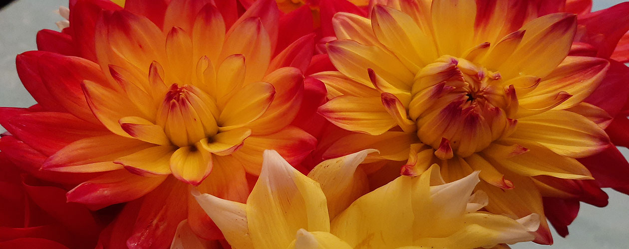 Welcome to White Rock Garden Club Photo Gallery