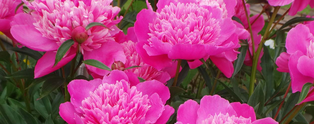Welcome to the White Rock Garden Club Photo Gallery