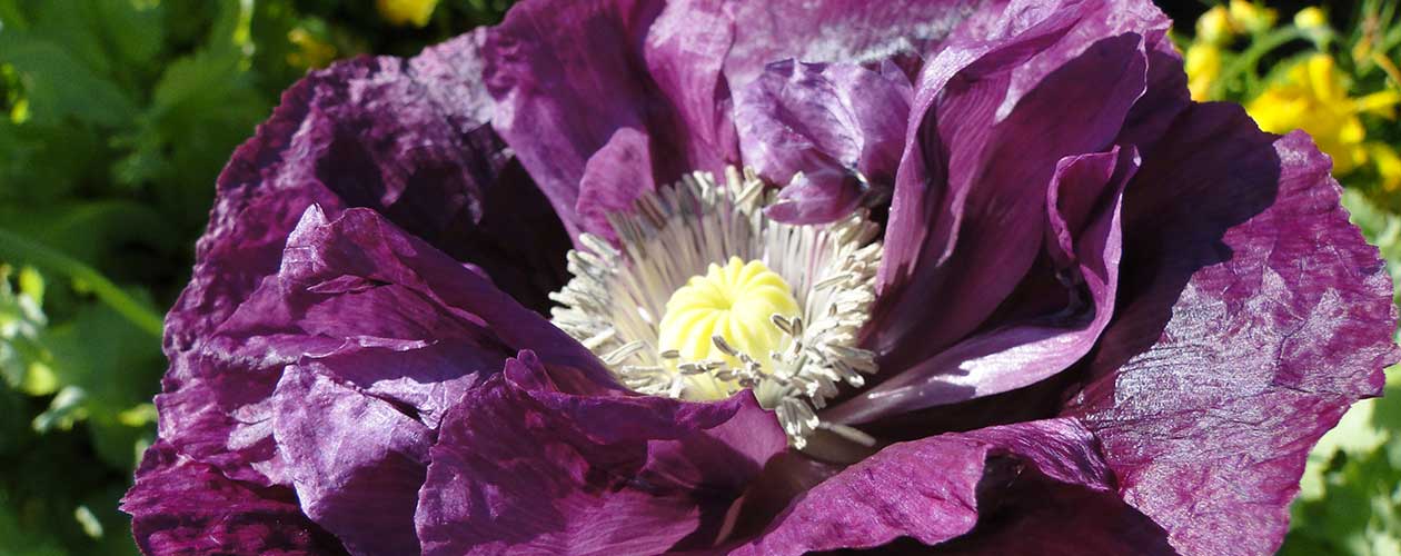About the White Rock Garden Club