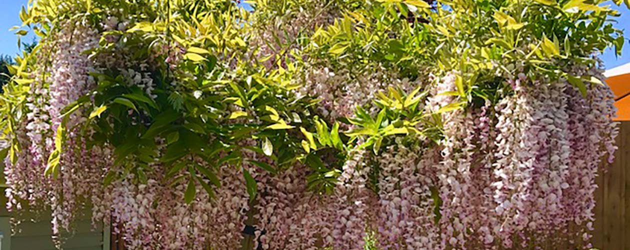 About the White Rock Garden Club