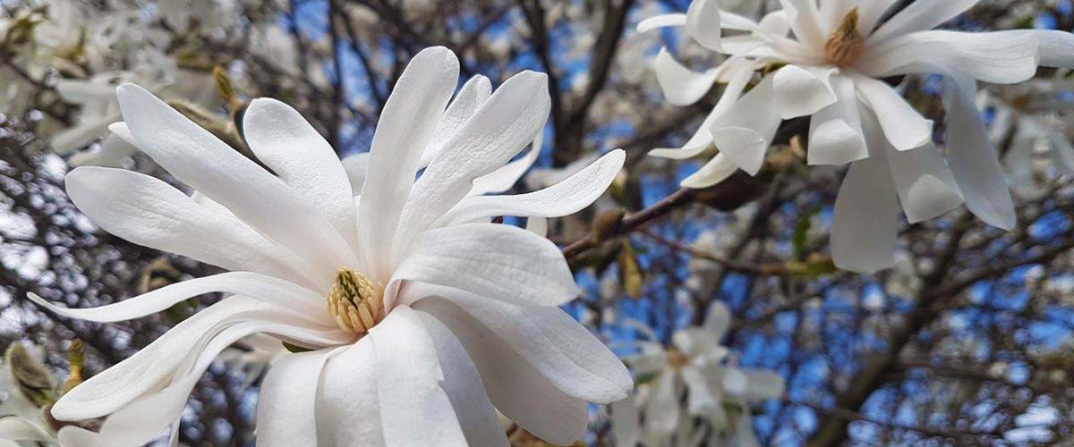 Welcome to White Rock Garden Club